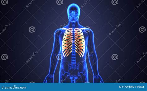 3d Illustration of Human Body Ribs Cage Anatomy Stock Illustration - Illustration of cage ...