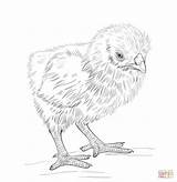 Free Printable Easter Baby Chick Coloring Pages  sketch template