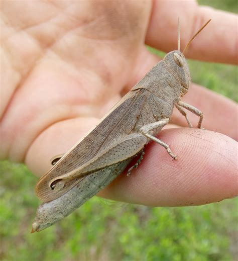 Maryland Biodiversity Project - Mischievous Bird Grasshopper (Schistocerca damnifica )