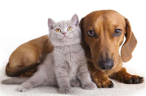 Mystery Solved: Why Cat Breeds Look Alike, But Dog Breeds Don’t | PetGuide
