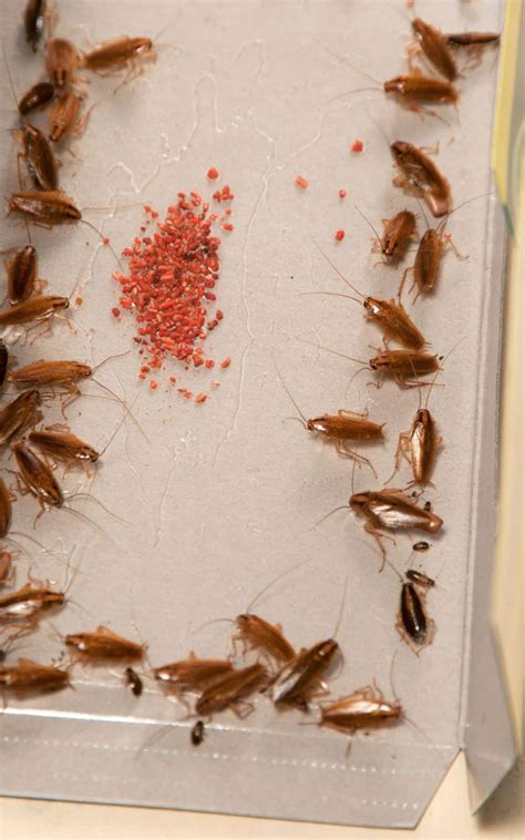 12 Ways to Get a Cockroach Out of Hiding (Commercial traps & DIY lures)