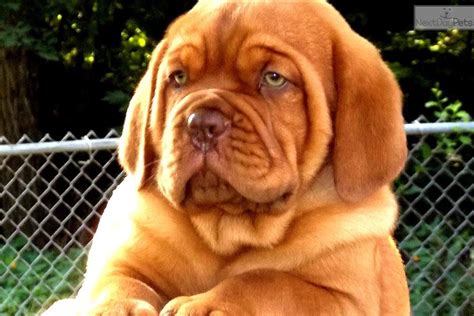 I am a cute Dogue De Bordeaux puppy, looking for a home on NextDayPets.com! | Dogue de bordeaux ...