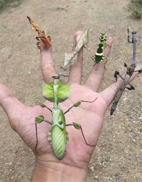 many different types of prang mantises : Outdoors