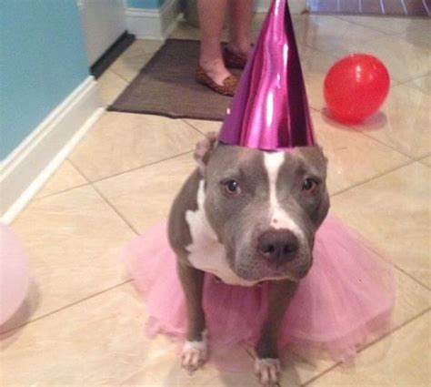 22 Last-Minute Costume Ideas For Lazy Pup Parents | Pitbull clothes ...