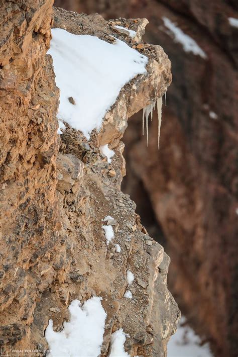 ‘Art of Camouflage’: Can You Spot the Snow Leopard Hidden on This ‘Barren’ Rocky Cliff Face?