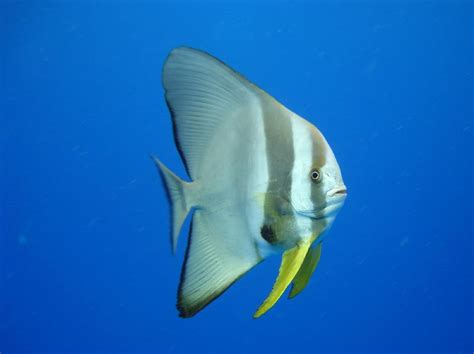 Longfin Batfish l Amazing Creature - Our Breathing Planet