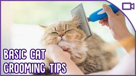 Basic Cat Grooming - TOP TIPS! - YouTube