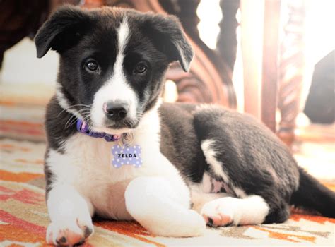 Zelda, the Border Collie, Boxer, German Shepherd, Lab mix puppy Dog ...