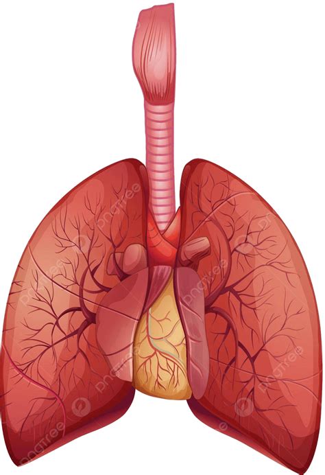 Human Lungs Bronchi Human Body Gas Exchange Vector, Bronchi, Human Body, Gas Exchange PNG and ...