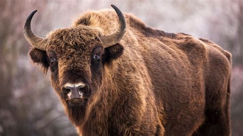 What wildlife can you see at Yellowstone National Park? | Advnture