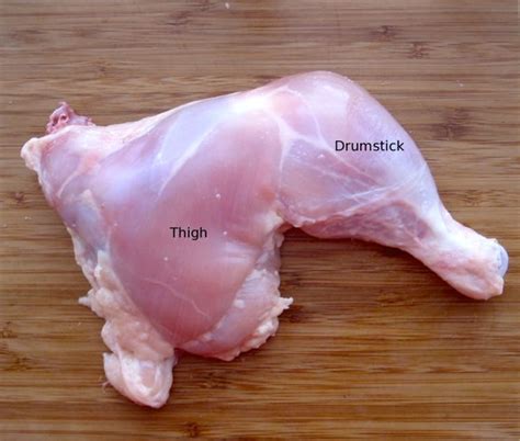 Dissecting A Chicken Leg | Lyncean Education