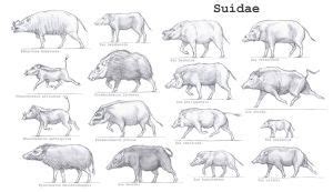 Suidae by Gredinia | Deviantart, Art, Species