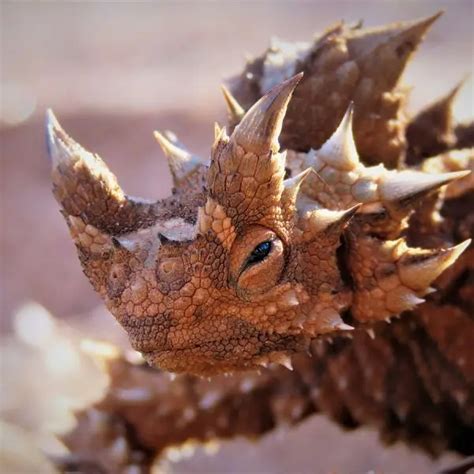 Thorny Devil - Facts, Diet, Habitat & Pictures on Animalia.bio