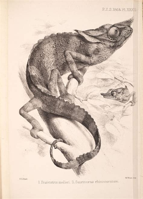 From: Proceedings of the Zoological Society of London , 1833-1965 Source: Smithsonian Institute ...