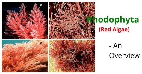 Rhodophyta (Red Algae): An Overview