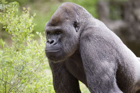 Pioneering research in gorilla behavior - Zoo Atlanta