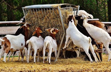 Goat Farming Business For Beginners | Asia Farming