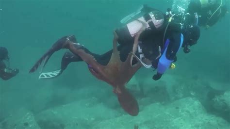 Unique octopus attack on divers - YouTube