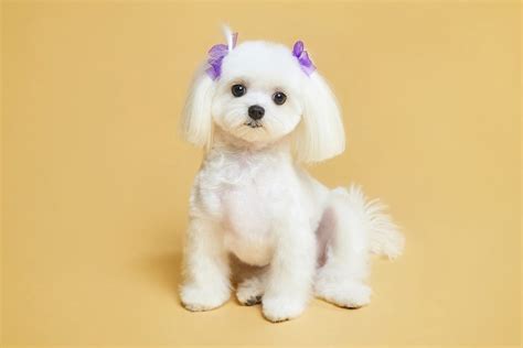 Teacup Maltese: Your Complete Guide - Dog Academy