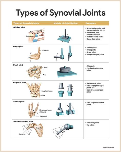 Synovial Joints-Skeletal System Anatomy and Physiology for Nurses nurseslabs.… | Skeletal system ...