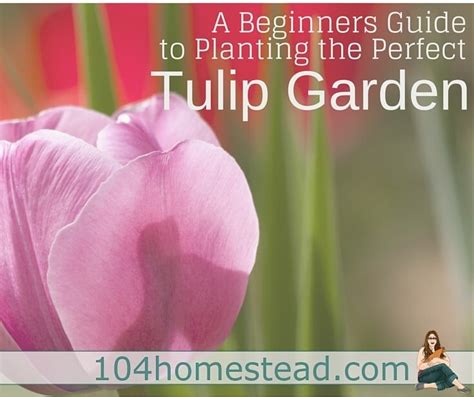 A Beginners Guide to Plant the Perfect Tulips