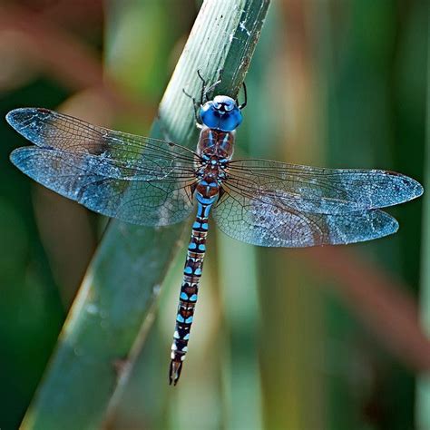 Image result for colourful dragonfly species | Blue dragonfly ...