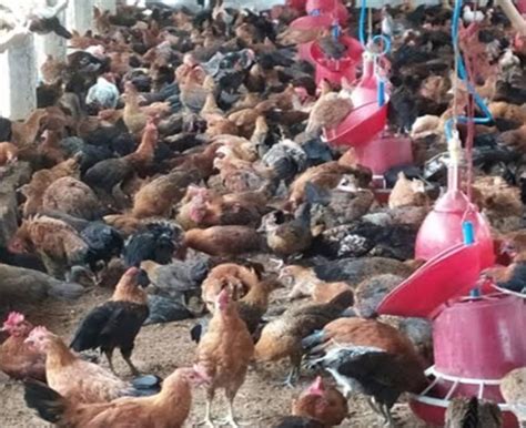 Multi Color Poultry Farming - Best Chicken Breeds For Eggs & Meat ...