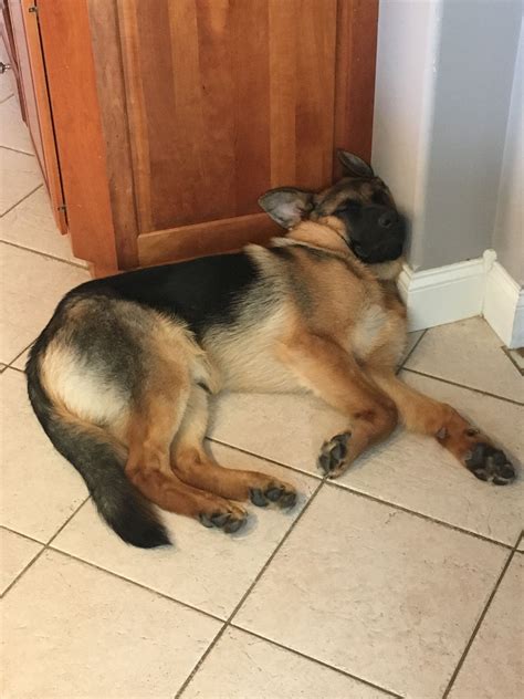 German shepherd dog sleeping | Cute german shepherd puppies, German shepherd dogs, German shepherd