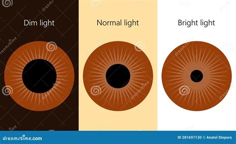 Human Eye. the Pupil Size in Different Lighting. Stock Vector - Illustration of reaction ...