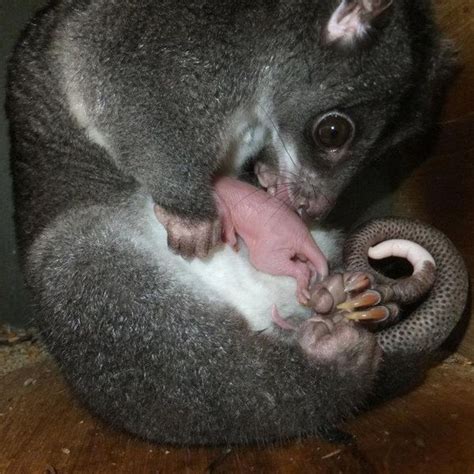 That's a Baby Cuscus, Not a Baby Couscous! - ZooBorns