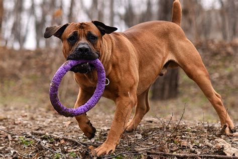 Boerboel 4 Colors & 4 Markings: Get To Know This Dog's Coat