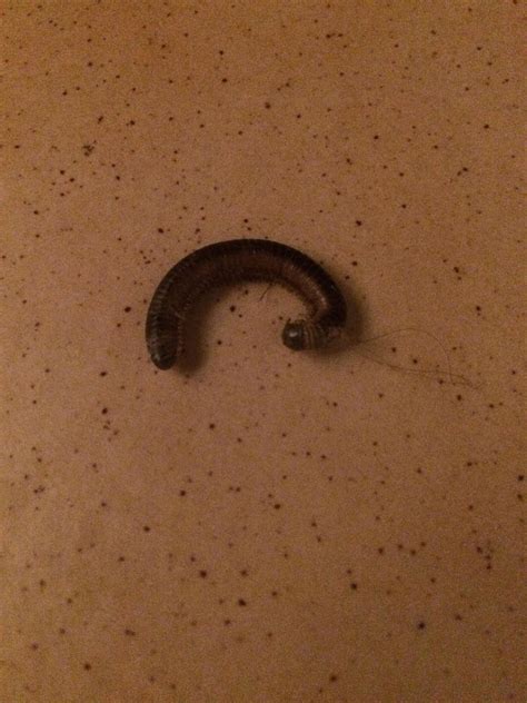 What kind of worm is this? I keep finding them in my house. : animalid