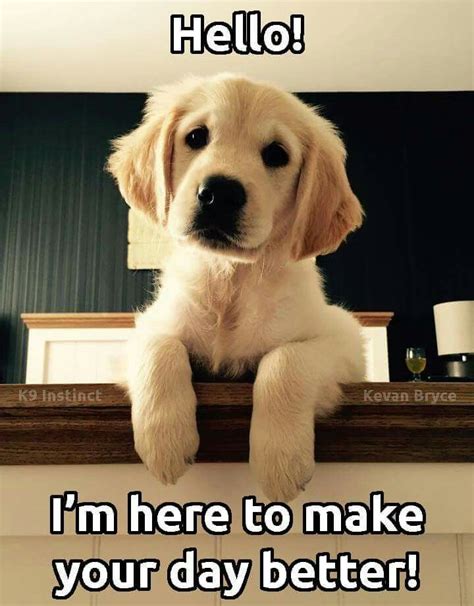 Happy puppy | Cute animal memes, Cute dog photos, Cute animals