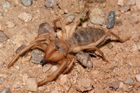 Wind Scorpion Discovered in Georgia – Georgia Wildlife Blog