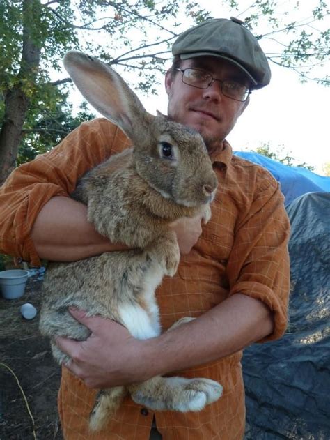 Where To Buy Flemish Giant Rabbit - Property & Real Estate for Rent