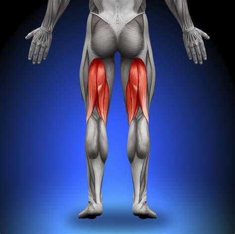 Hamstring Anatomy - The Orthopaedic Therapy Clinic