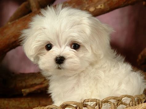 Google Image Result for http://old.wallcoo.net/animal/White_baby_dogs_2_1920x1200/images/lovely ...