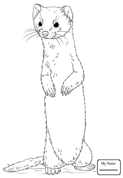 Ferret Drawing at GetDrawings | Free download