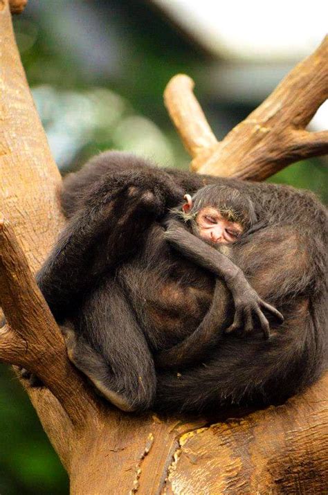 Baby Monkey at the zoo : r/babyanimals