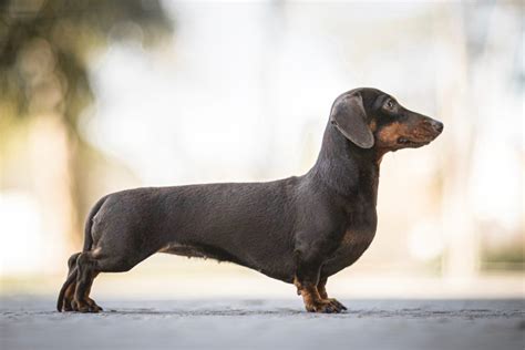 The Dachshund Guide: History, Personality, Food, Training, Care, and ...