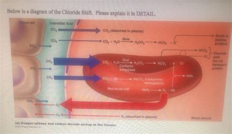 Solved Below is a diagram of the Chloride Shift. Please | Chegg.com