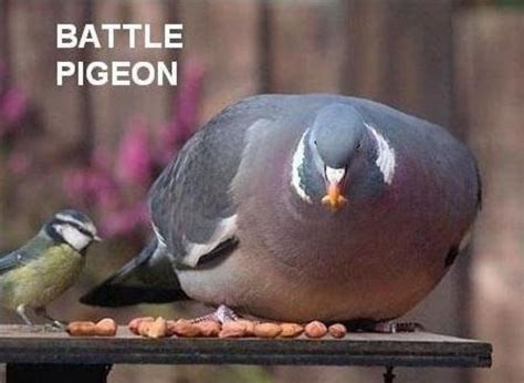 Pin on Pigeon funny