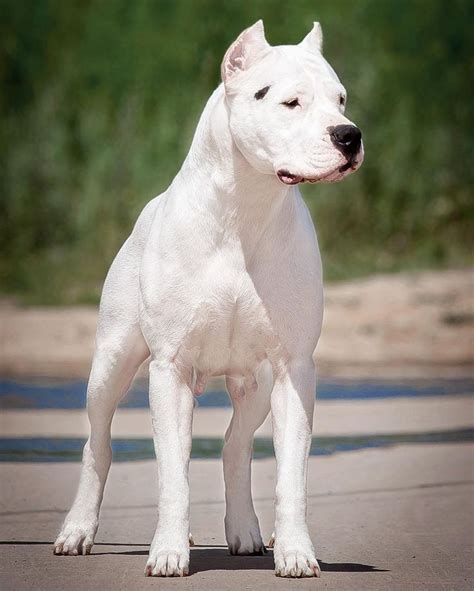 Dogo Argentino Dog ! A Strong, Fearless & Powerful Dog | Argentino Dog ...