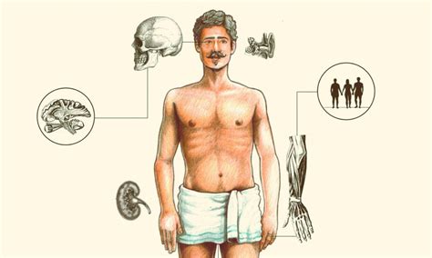 Are we sexual omnivores? An illustrated idea.