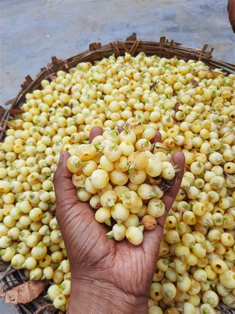 Mahua Tree - Kalpvriksra of Tribal area – Aranya India