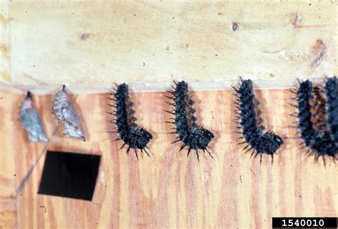 Mourning Cloak Butterfly Larvae