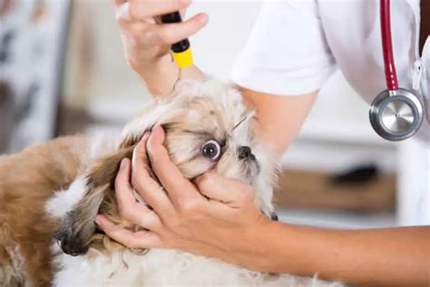 Do Shih Tzu Have Health Problems (Everything You Need to Know)?