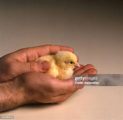 Baby Chicks Hatching Photos and Premium High Res Pictures - Getty Images