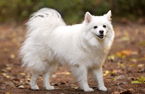 Indian Spitz Dog Breed History Lifespan Caring Tips And Price in India