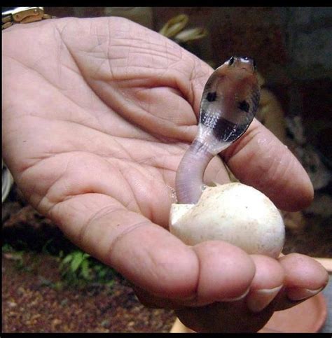 A baby cobra emerging from its egg. - Imgur Baby King Cobra, Beautiful Creatures, Animals ...